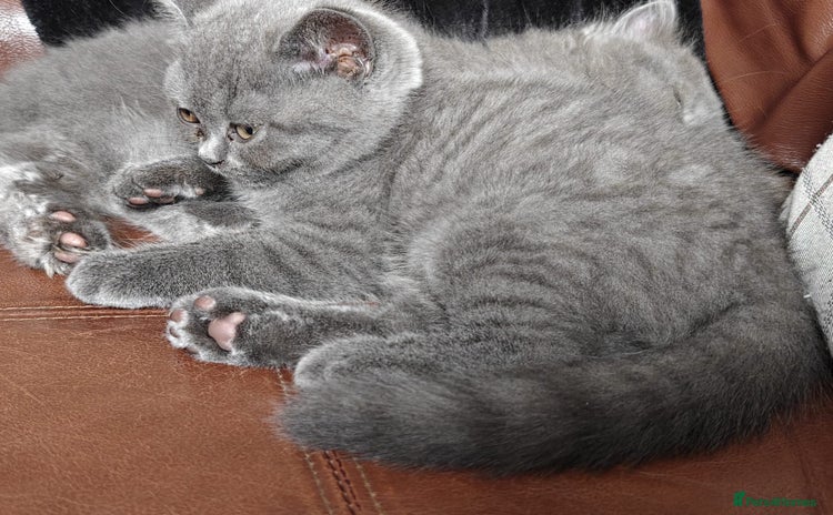 British Longhair cats - Advert 1
