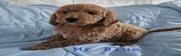 Mini Goldendoodle dogs for sale: Miniature Goldendoodle F1bb Ready Now  - Advert 8