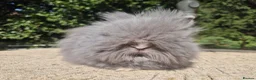 Angora rabbits for sale: ❤️STUNNING TEDDYDWERG BABIES- IMPORTED PARENTS ❤️ - Advert 5