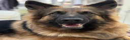 German Shepherd dogs for sale: waiting list open  - Advert 2