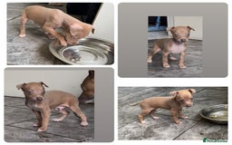 Italian Greyhound dogs for sale: KC registered Italian Greyhounds  - Image 10