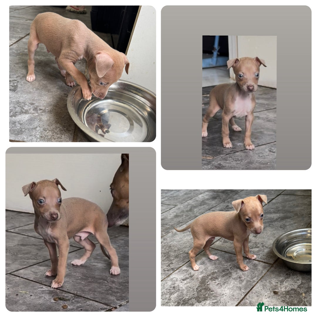 Italian Greyhound dogs for sale: KC registered Italian Greyhounds  - Image 10