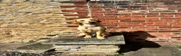 Labradoodle dogs for sale: Amazing 9 Month Old Labradoodle Male - Advert 2