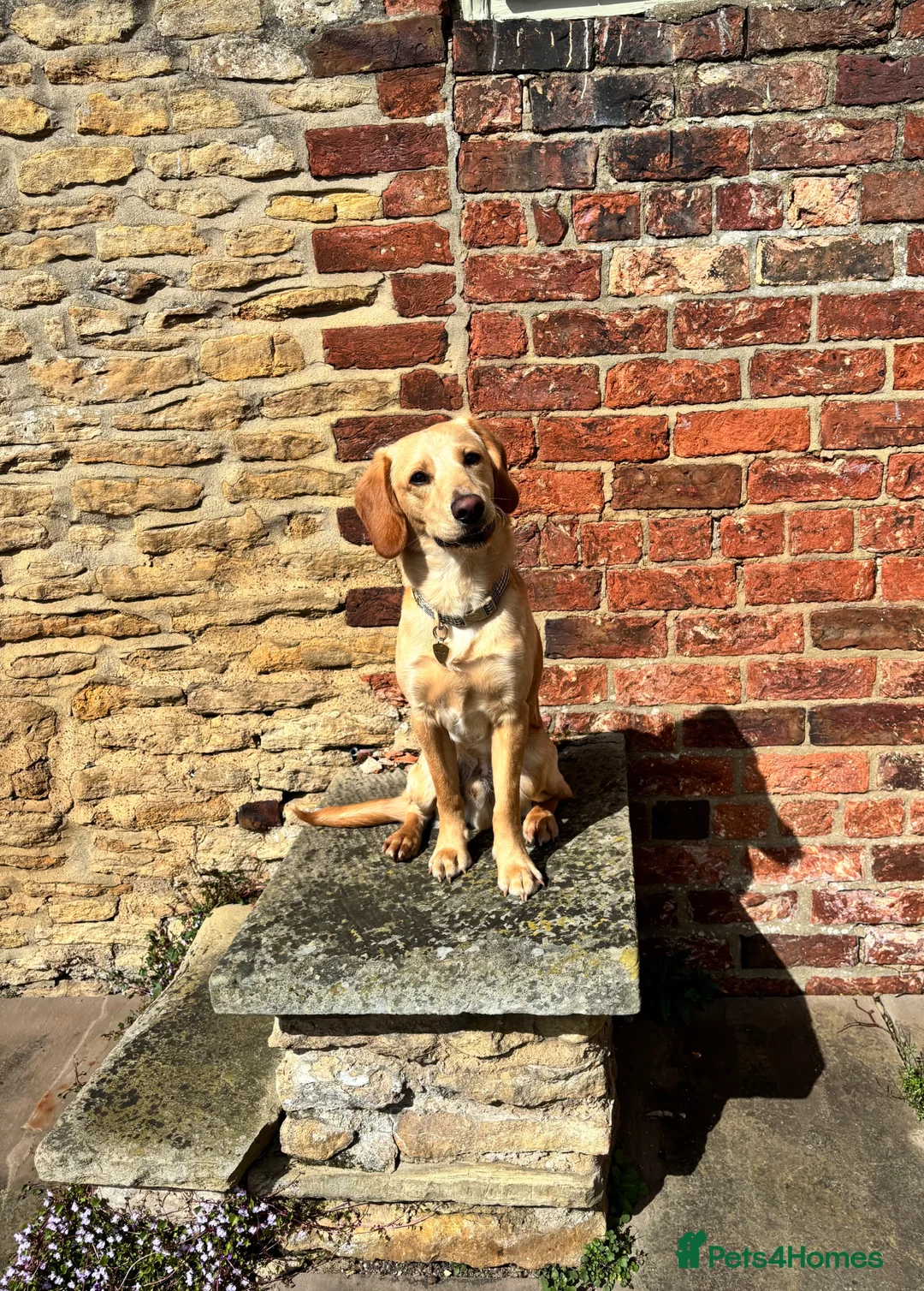 Labradoodle dogs for sale: Amazing 9 Month Old Labradoodle Male - Advert 2