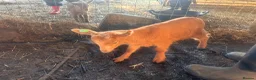 Goats livestock for sale: Royal Golden Guernsey Goats - Advert 2