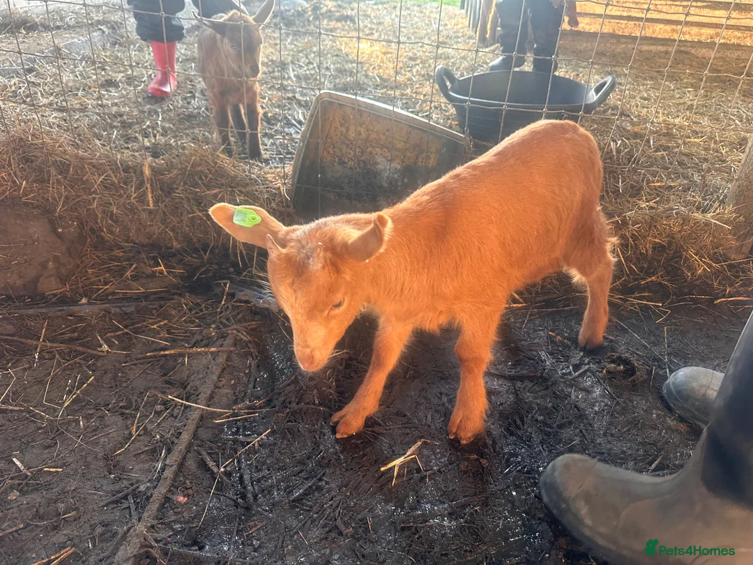Goats livestock for sale: Royal Golden Guernsey Goats - Advert 2