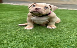 American Bully dogs for sale: Pocket bully female GREAT bloodline READY to leave - Image 11