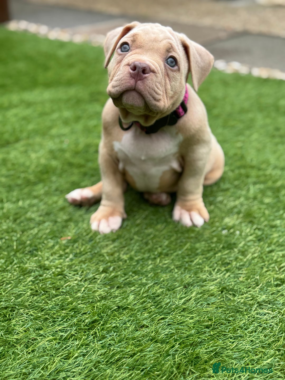 American Bully dogs for sale: Pocket bully female GREAT bloodline READY to leave - Image 11