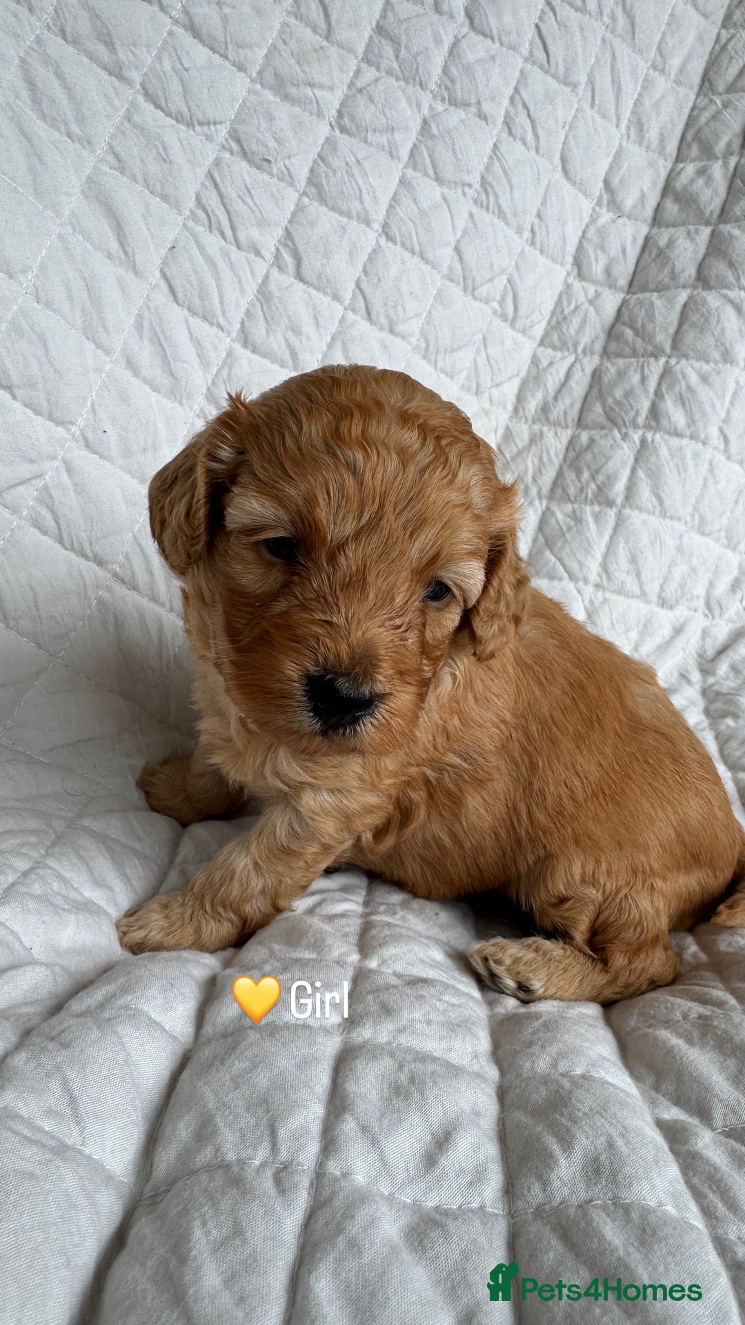 Cavapoo dogs for sale: Beautiful Red F1b Cavapoo Puppies - Advert 25