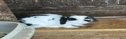 English Lop rabbits for sale: 🐰 Lop-Eared Rabbits for Sale 🐰 - Advert 7