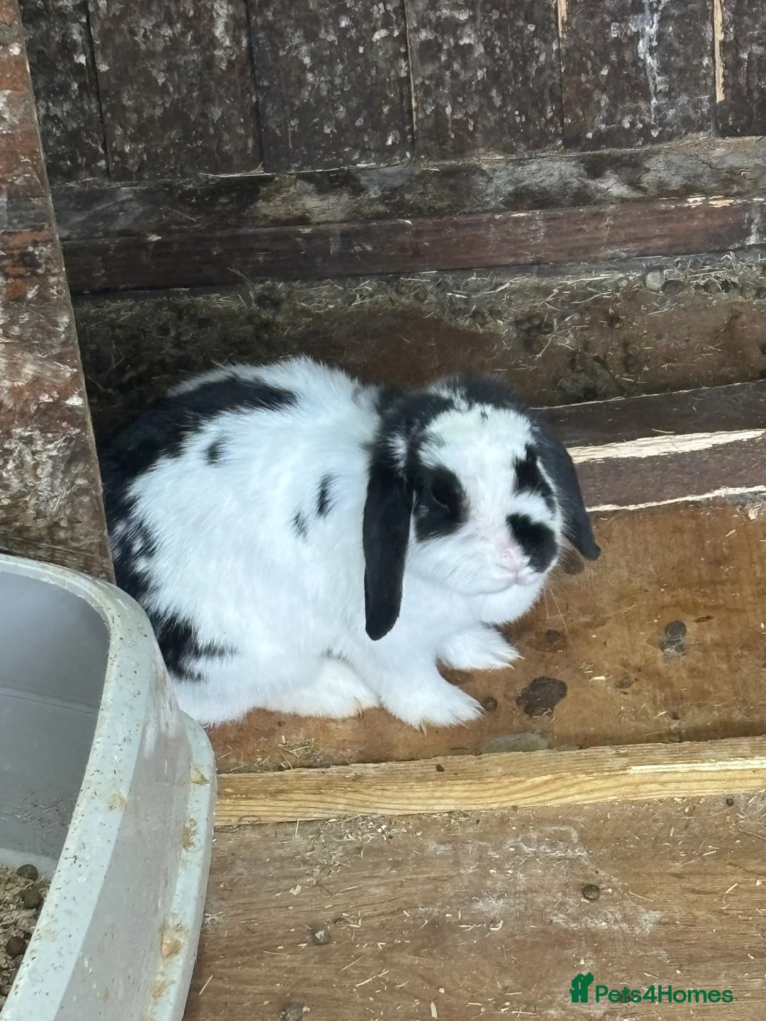 English Lop rabbits for sale: 🐰 Lop-Eared Rabbits for Sale 🐰 - Advert 7
