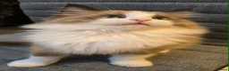 Ragdoll cats for sale: Rare European Long-Haired Ragdoll Kittens - Advert 14
