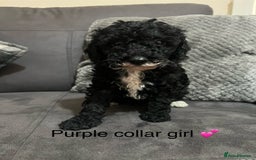 Miniature Poodle dogs for sale: 3 miniature poodles remaining  - Image 10
