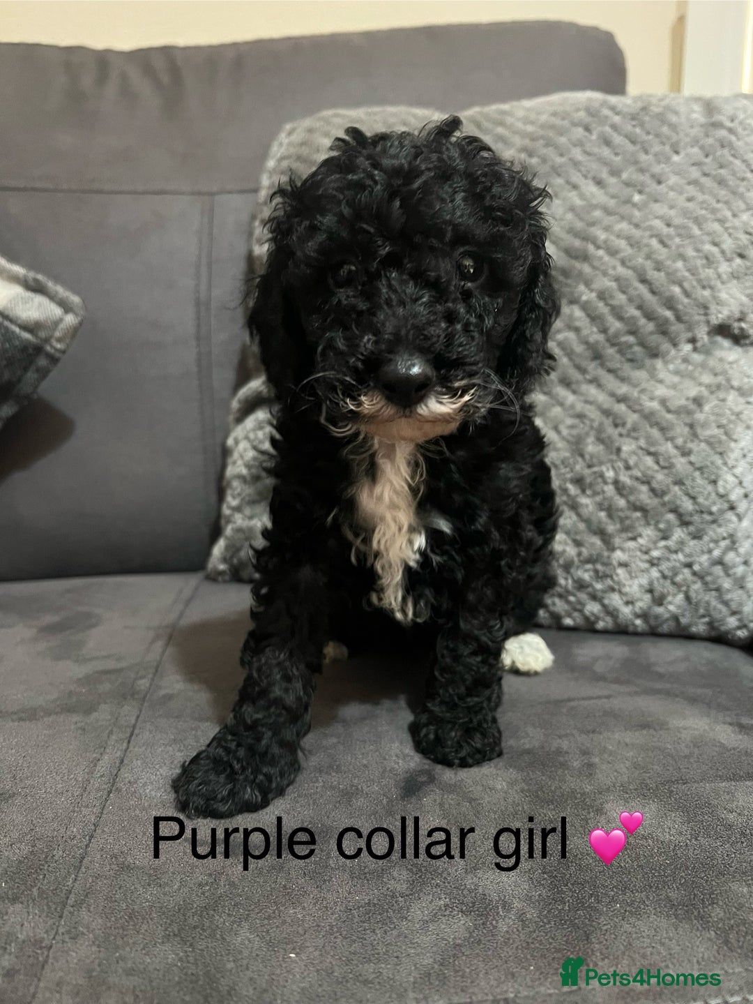 Miniature Poodle dogs for sale: 3 miniature poodles remaining  - Image 10
