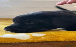 Labrador Retriever dogs for sale: Labrador Retriever Puppies - Image 8