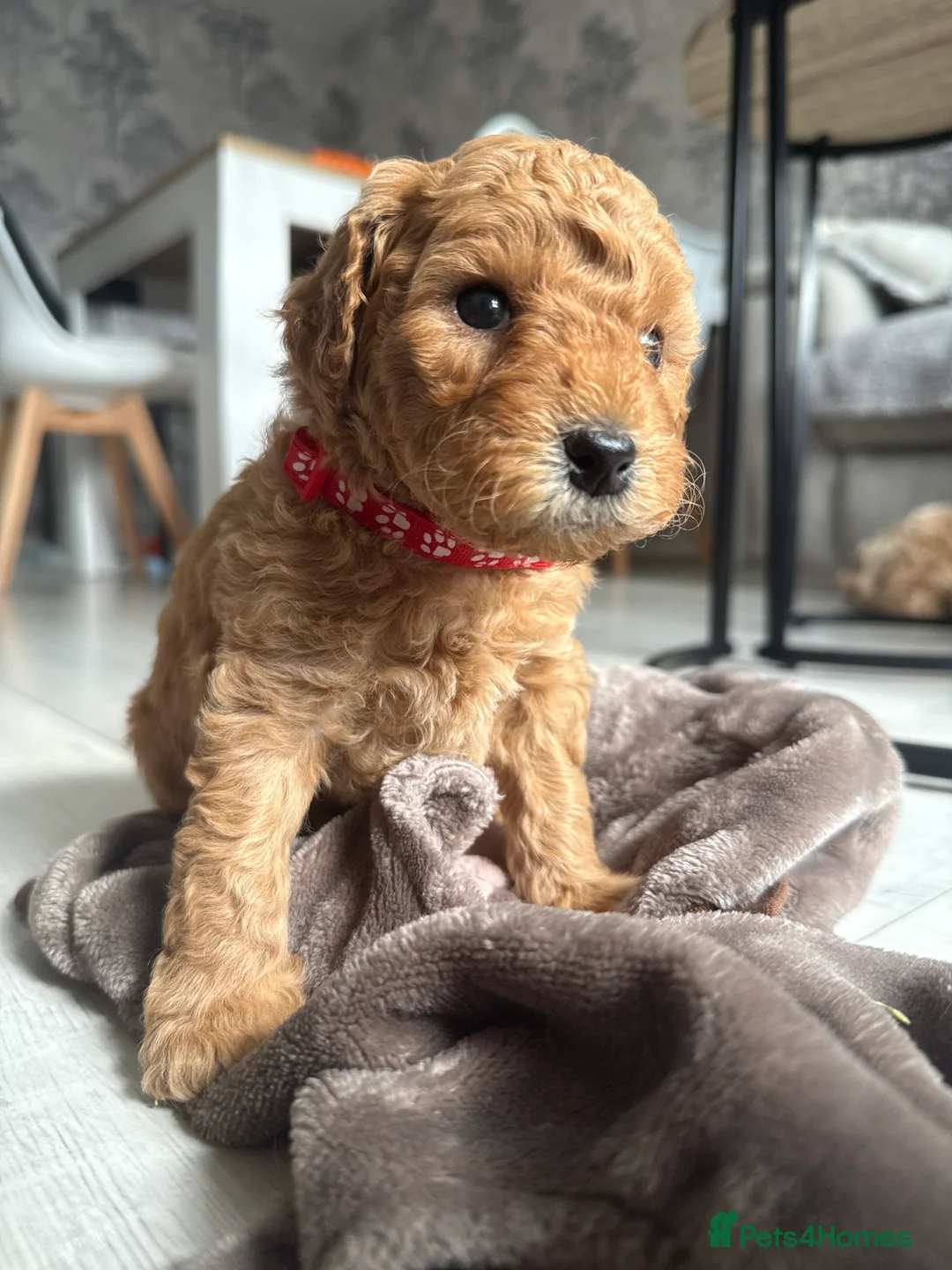 Cockapoo dogs for sale: Beautiful Cockapoo Puppies - Advert 2