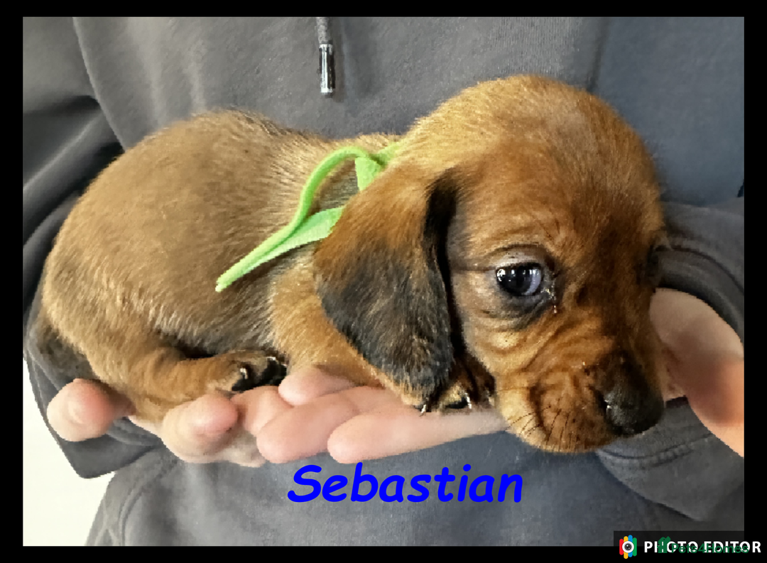 Dachshund dogs for sale: Beautiful Dachshunds ❤️❤️ - Advert 23