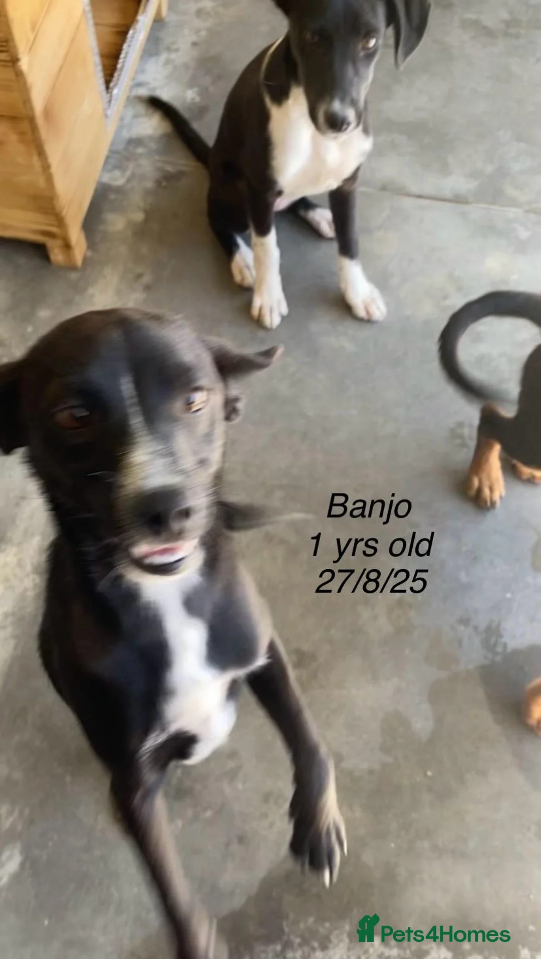 Mixed Breed dogs for adoption: Banjo, 1 yr approx. Available for adoption. - Advert 11