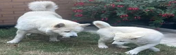 Alaskan Malamute dogs for sale: Pure white Alaskan Malamutes  in Wolverhampton - Advert 4