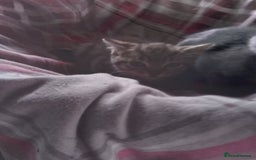 Mixed Breed cats for sale: RRAGDOLL/BENGAL X MOGGY KITTENSSS - Image 7