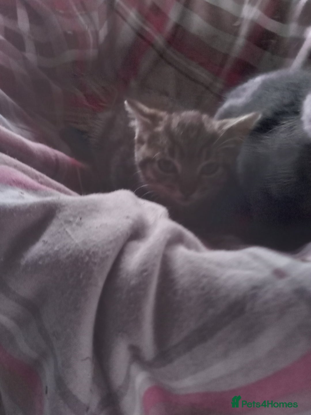 Mixed Breed cats for sale: RRAGDOLL/BENGAL X MOGGY KITTENSSS - Image 7
