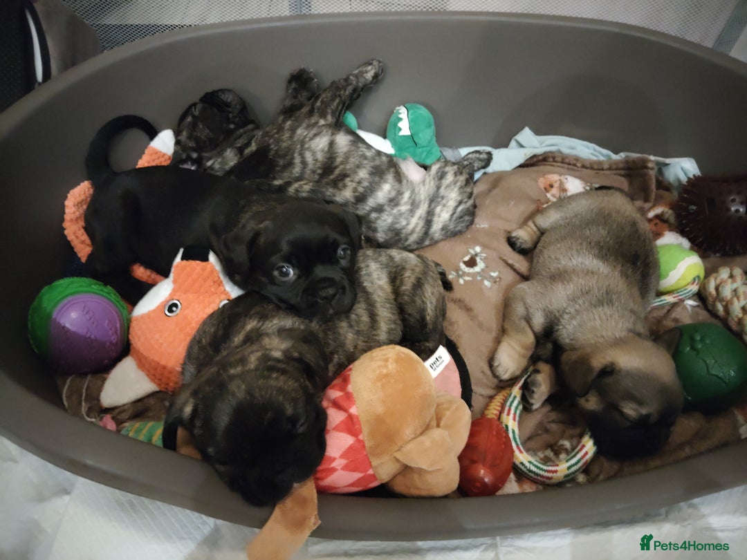 Mixed Breed dogs for sale: Male puppies Frenchie X  - Advert 10