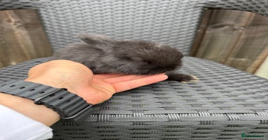Mini Lop rabbits - Advert 5