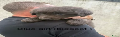 Biggest girl