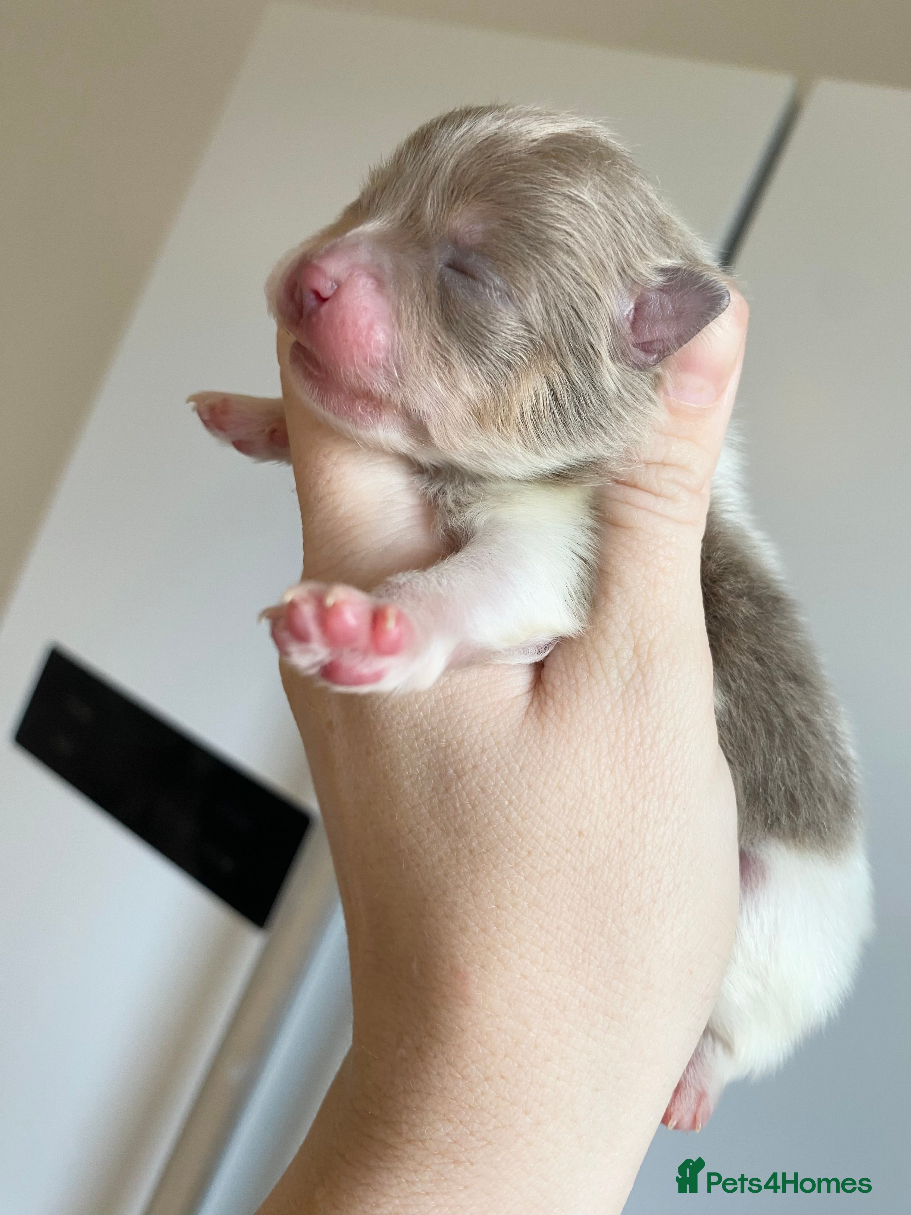 Pomeranian dogs 🐻 TEDDY BEAR POMERANIANS 🐻  - Advert 4