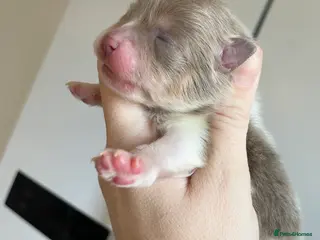 Pomeranian dogs 🐻 TEDDY BEAR POMERANIANS 🐻 - Advert 5