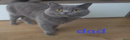 British Shorthair cats for sale: Beautiful British Shorthair Kittens for Sale - Advert 9