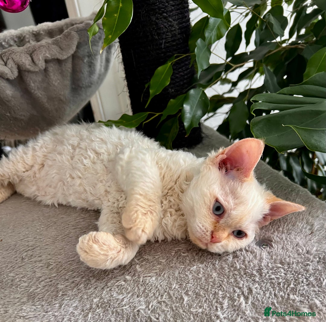 Selkirk Rex cats for sale: Gorgeous Selkirk Rex kittens - Image 12