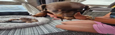 Miniature Dachshund 1