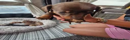 Miniature Dachshund dogs for sale: Miniature dachshund puppies  in Gloucester - Advert 10