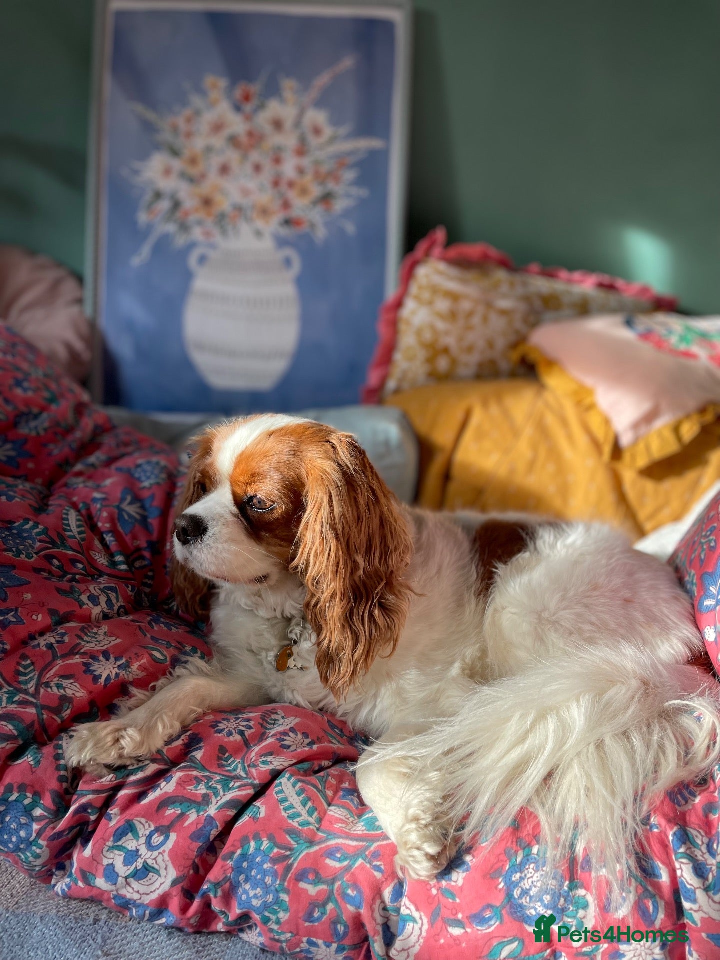 Cavalier King Charles Spaniel dogs Coco cavalier King Charles  - Advert 1