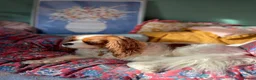 Cavalier King Charles Spaniel dogs for sale: Coco cavalier King Charles  - Advert 1