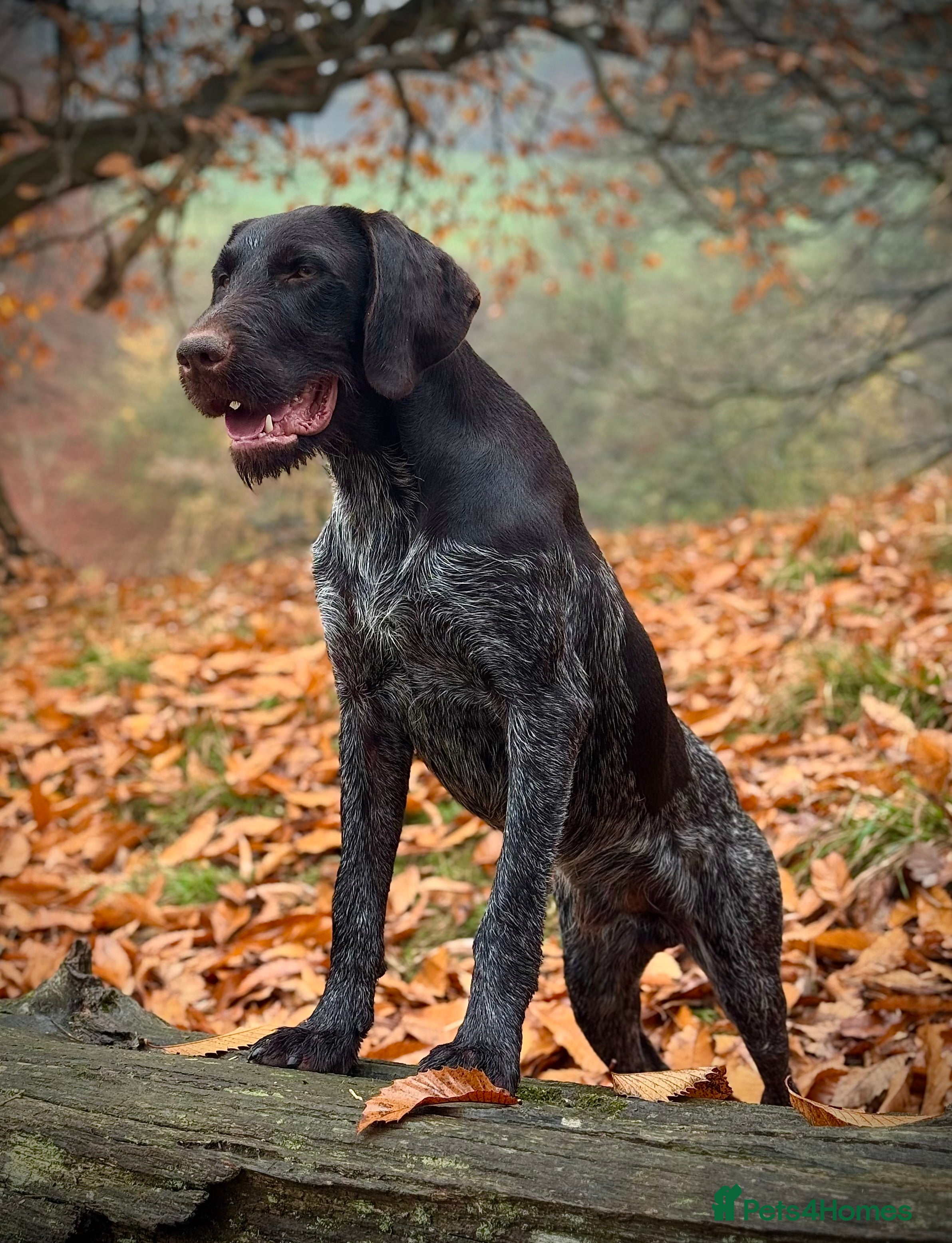 German Wirehaired Pointer dogs Kc reg, Health tested, Liver ticked GWP at stud - Advert 2