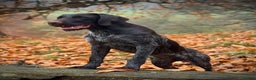 German Wirehaired Pointer dogs for stud: Kc reg, Health tested, Liver ticked GWP at stud - Advert 1
