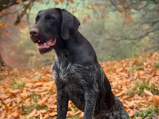 German Wirehaired Pointer dogs Kc reg, Health tested, Liver ticked GWP at stud - Advert 3