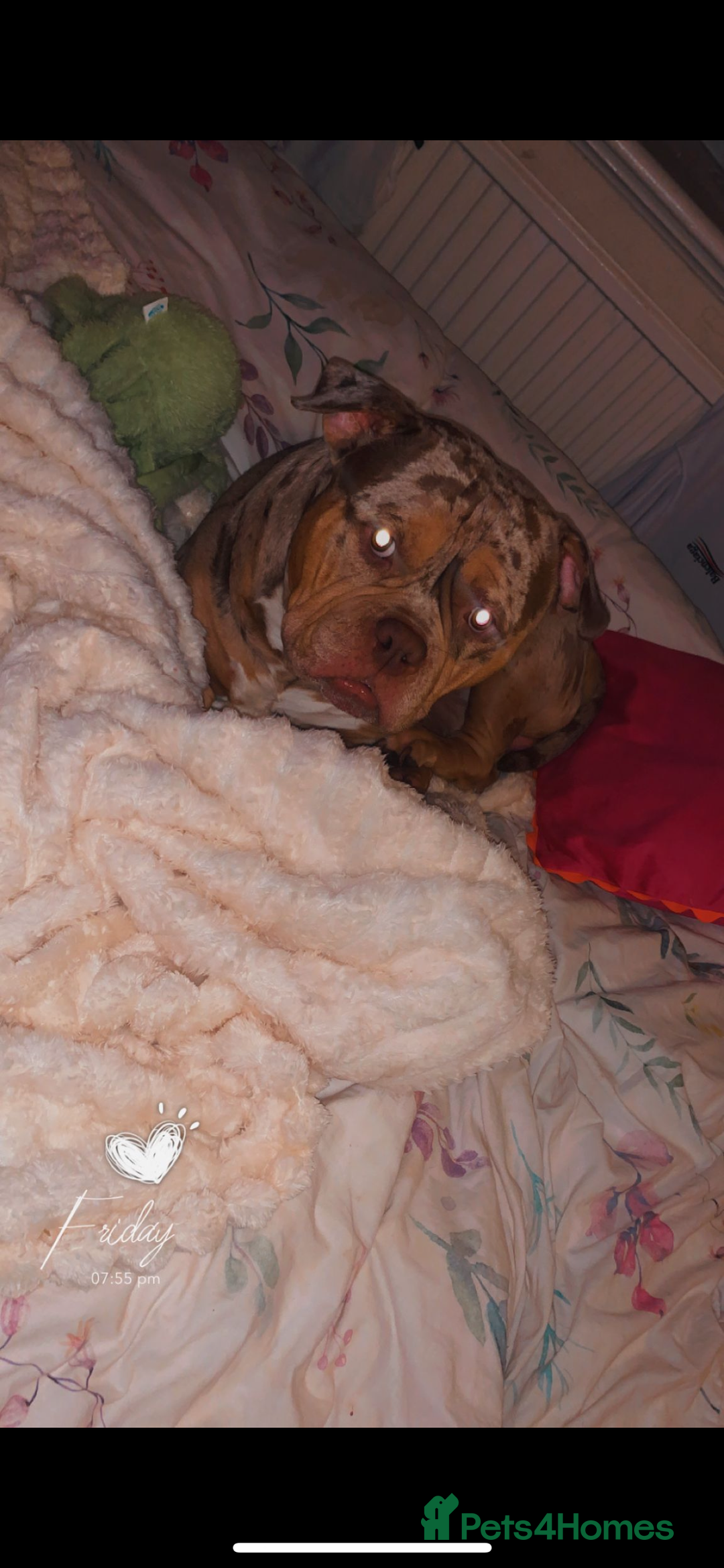 American Bully dogs for sale: Pocket bully  - Image 8