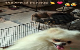 Pomeranian dogs for sale: GEORGEUS LOVELY POMERANIAN PUPPY'S 🐶07587756229🐶 - Image 16