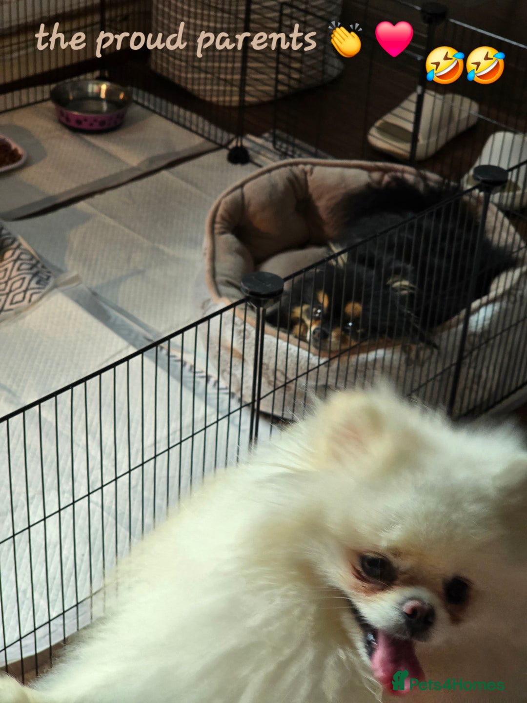 Pomeranian dogs for sale: GEORGEUS LOVELY POMERANIAN PUPPY'S 🐶07587756229🐶 - Image 16