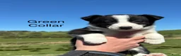 Border Collie dogs for sale: Border Collie Puppies - Advert 5