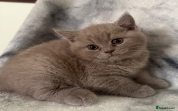 Scottish Fold cats for sale: 🐾 Scottish Fold Kittens – Sweet, Rare & Ready Now - Image 30