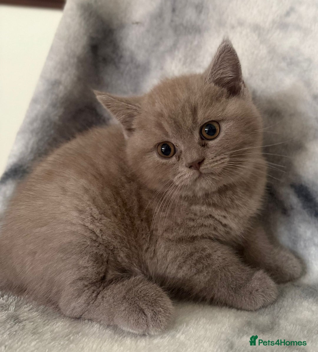 Scottish Fold cats for sale: 🐾 Scottish Fold Kittens – Sweet, Rare & Ready Now - Image 30
