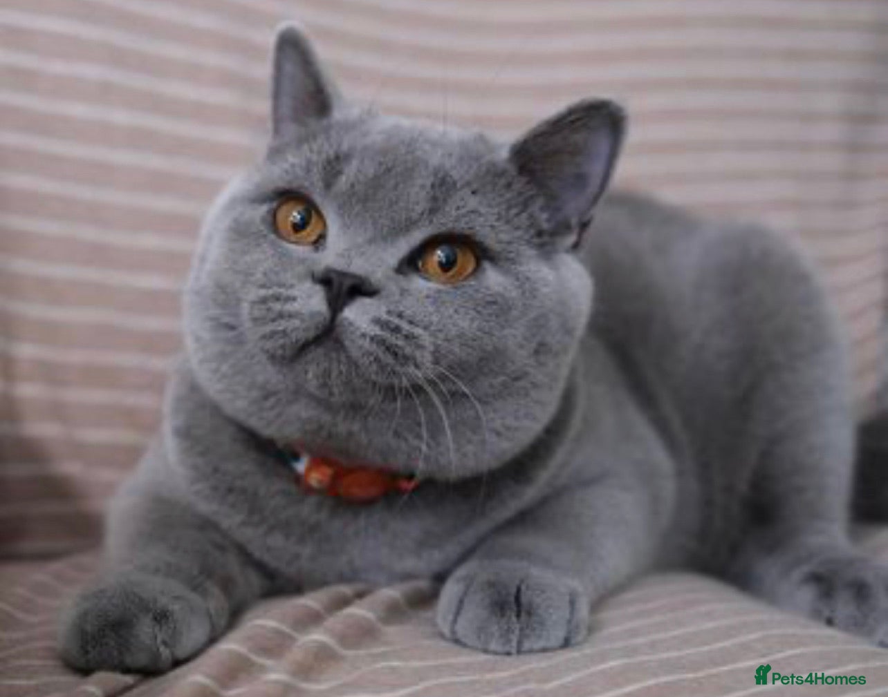 British Shorthair cats british shorthair stud - Advert 13