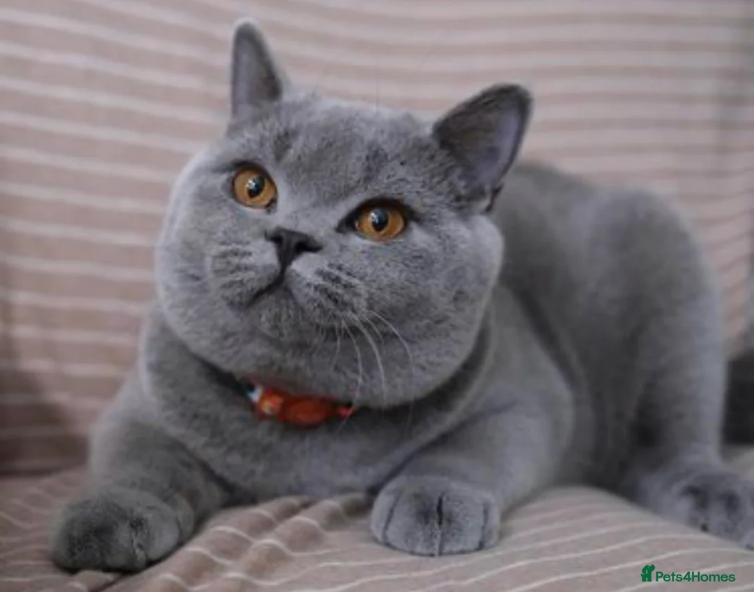 British Shorthair cats for stud: british shorthair stud in Preston - Advert 1