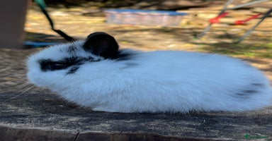 Netherland Dwarf rabbits - Advert 9