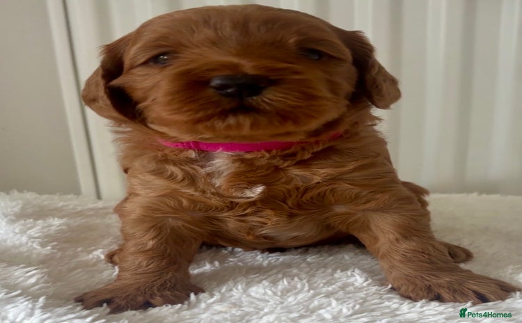 Cockapoo dogs - Advert 1