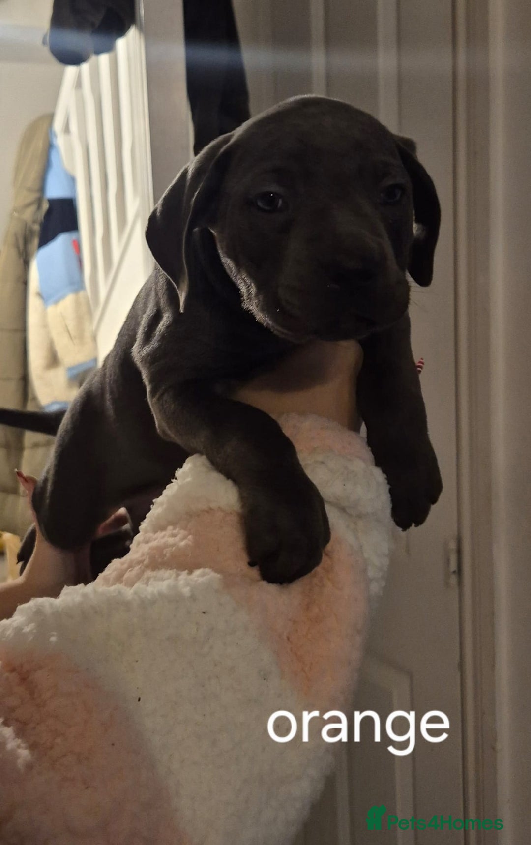 Cane Corso dogs for sale: Cane corso puppies - Advert 5